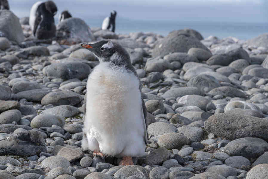 Pingüino Papua o Gentoo cría - isla Robert - islas Shetland del Sur 08.jpg